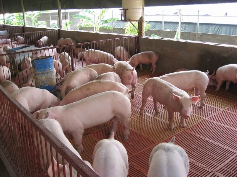 養(yǎng)豬場(chǎng)溫度計(jì)