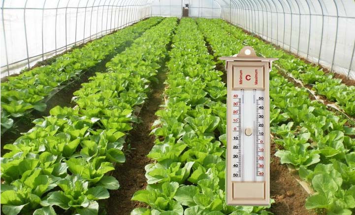 黃瓜種植離不開大棚溫度計